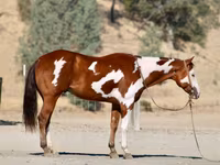 At, American paint horse — foto 3