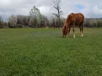 Horse (M), Horses — photo 4