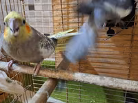 Salam 1 cüt korella quşu satılır yem qabı su qabı qəfəsi və yuvası var — 照片 5
