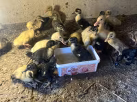 Ducks — photo 4