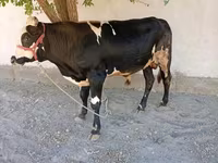 Buğa, Russian Black pied cattle — foto 1
