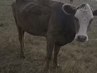 Cow, Red Polled Cow — photo 7