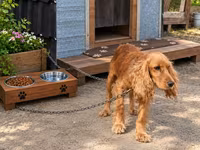 Spaniel erkək 3 yaş təcili satılır. Ünvan Maştağa qəsəbəsi. Real — 照片 1