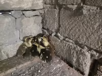 Ducks — फ़ोटो 2