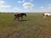 Yegua, Kinsky horse — foto 2