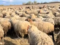 Sheep, Sheep — photo 1