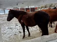 Kůň, Kazakh horse — foto 2