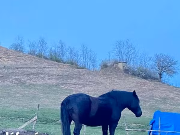 Кобила, Kabardian horse