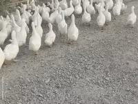 بكين ألماني — الصورة 2