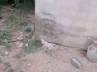 Chickens — photo 7