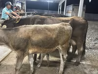 İnək, Ukrainian Brown Dairy Cattle — foto 3