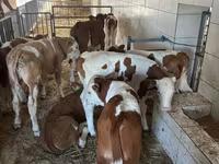 Bull, Simmental cattle — photo 2