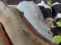 Buğa, Simmental cattle — foto 4