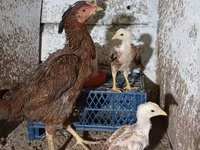 Chickens — الصورة 1
