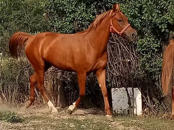 母马, Arabian horse