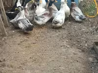 American Pekin — Foto 1
