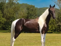 Caballo, Tennessee Walking Horse — foto 3