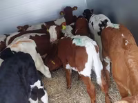 Toro, Simmental cattle — foto 2