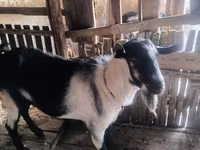 Kozel, Alpine goat — foto 2
