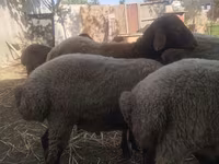 Qoyunlar (partiya, cinsi göstərilməyib), Qoyunlar — foto 3