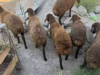 Sheep, Sheep — photo 5