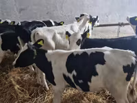 Bulle, Russian Black pied cattle — Foto 2