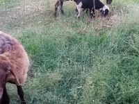 Sheep (batch, sex not specified), Sheep — photo 7
