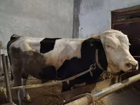 Bovinos (lote, sexo no especificado), Simmental cattle — foto 2