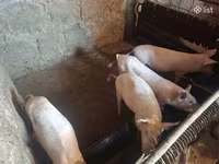 Säue, Schweine — Foto 1
