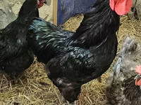 Brahma — photo 7