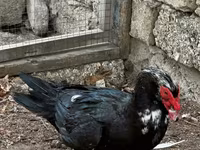 Ducks — foto 3