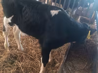 Buğa, Simmental cattle — foto 6