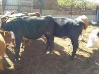 أبقار (دفعة، الجنس غير محدد), Swiss cattle — الصورة 5