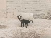 Sheep, Romanov sheep — photo 2