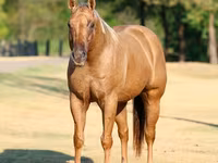 Cavalo, Quarter Horse — foto 4
