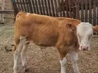 Byk, Simmental cattle — zdjęcie 2