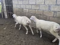 Sheep, Sheep — photo 2