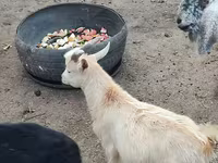Goat, Kamori goats — photo 4