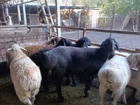 نعجة, Rhon sheep — الصورة 2