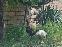 Chickens — Foto 4