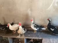 Domestic Muscovy — photo 1