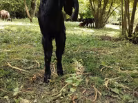 Goats (batch, sex not specified), Goats — photo 1