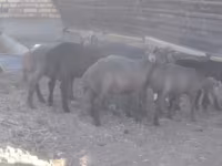 Carnero, Arabi sheep — foto 3