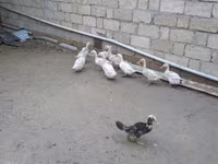 Ducks — фото 1