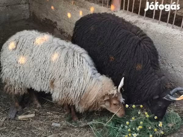 Ovce, Racka sheep