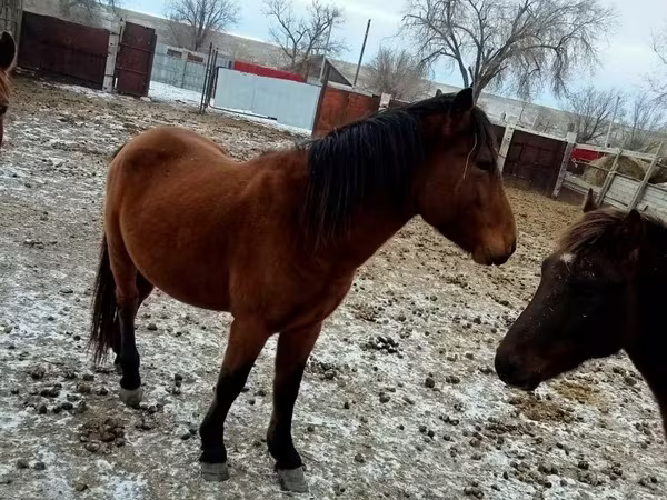 Kůň, Kazakh horse
