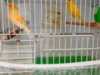 Buqiymete quşlar az az tapılır kök renginde erkek limon renginde maya — 照片 2