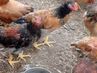 Chickens — الصورة 5
