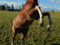 Kůň, Koně — foto 5