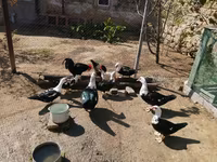 Ducks — 照片 2